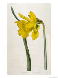 Buy Great Daffodil at AllPosters.com