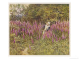 Girl Gathering Sticks in Kent Walks Through a Mass of Foxgloves