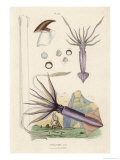 Buy Giant Squid and a Squid of the Fishermen at AllPosters.com