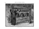 Telling the Bees