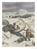 Buy Two Mammoths are Found Frozen in the Jamalm Peninsula 2400 Kilometres North of Saint Petersburg at AllPosters.com