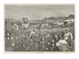 Buy Picking Cotton in Louisiana at AllPosters.com