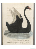Buy The Black Swan of New South Wales at AllPosters.com