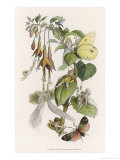 Buy Feasting and Fun Among the Fuchsias, Fairies and Elves are Visited by Butterflies at AllPosters.com