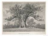 Buy View of the Fairlop Oak in Epping Forest at AllPosters.com