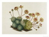 Buy Dwarf Houseleek at AllPosters.com