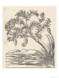 Buy Barnacle Geese Have Been Supposed to Grow Spontaneously from Barnacle Shells Growing at AllPosters.com