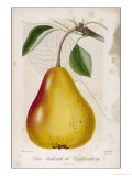 Buy Poire Frederick De Wurtemberg at AllPosters.com