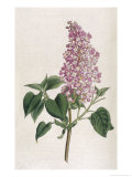 Buy Common Lilac at AllPosters.com