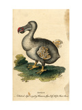 Buy Dodo at AllPosters.com