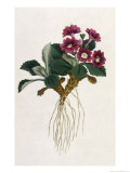 Buy Mountain Primula at AllPosters.com