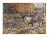 Buy Male Caribou Watches Females Swim Across a River at AllPosters.com
