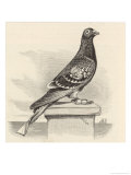 Messenger Pigeon with Message Strapped to Foot