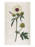 Buy Bladder Hibiscus at AllPosters.com