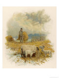 Buy Shepherd Brings a Bale of Hay to His Flock in Winter- Time at AllPosters.com