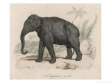 Buy Male Indian Elephant at AllPosters.com