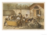 Buy Dipping Sheep According to Bigg's System at the Farm of Prince Napoleon at Meudon at AllPosters.com