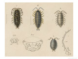 Buy Various Kinds of Louse at AllPosters.com