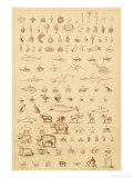Buy The Progress of Evolution from Amoebas to You and Me as Displayed by the Fossil Record at AllPosters.com