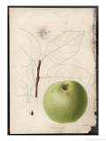 Buy Pomme Bronderelle at AllPosters.com