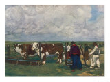 Buy Cattle Farming in Uruguay Pedigree Herefords at AllPosters.com