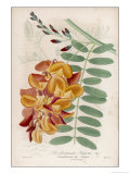 Buy Daubentonia at AllPosters.com