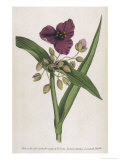Buy Virginian Tradescantia or Spiderwort at AllPosters.com