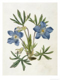 Buy Cut-Leaved Violet or Bird'S-Foot Violet or Crowfoot Violet at AllPosters.com
