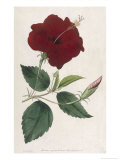Buy China Rose Hibiscus at AllPosters.com