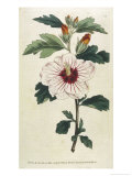 Buy Syrian Hibiscus or Althaea Fruter at AllPosters.com