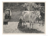 Buy Milking a Cow on a French Farm at AllPosters.com