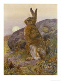 Buy Lepus Europaeus a Hare Sits up on Its Back Legs at AllPosters.com