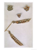 Buy Gregor Johann Mendel Austrian Botanist at AllPosters.com