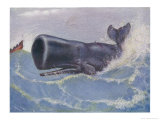 Buy Sperm Whale Physeter Macrocephalus at AllPosters.com