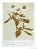 Buy Gregor Johann Mendel Austrian Botanist at AllPosters.com