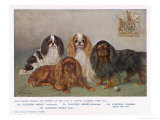 Buy Four Types of King Charles Clevedon Champions at AllPosters.com