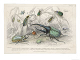 Buy The Hercules Beetle Scarabaeus Tityus and Others Depicted in Their Natural Habitat at AllPosters.com