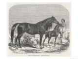 Buy Child Strokes a Foal as Its Mother Looks On at AllPosters.com