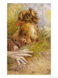 Ruby Pekingese with a Red Bow Sits Beside a Pair of White Gloves