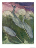 Narwhals Swimming