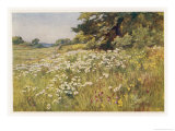Buy Clump of Wild Daisies in a Spring Meadow at AllPosters.com