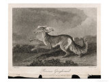 Buy Once Known as the Persian Greyhound at AllPosters.com