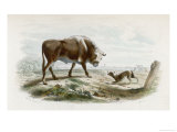 Buy Bull Stares at a Barking Dog at AllPosters.com