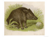 Buy Wild Boar Seated in the Undergrowth at AllPosters.com