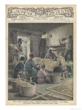 Buy Sorting Silk Cocoons for Size and Quality in Italy at AllPosters.com