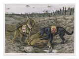 Two Red Cross Rescue Dogs a German Shepherd