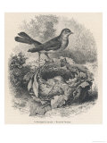 Nightingale on Its Nest Giclee Print