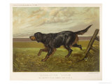 Gordon Setter in the Field with Its Classic Black and Tan Colouring