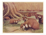 Buy Examples of the Rhine Hamster at AllPosters.com