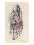 Buy First and Second Stages of the Dissection of the Sole of the Foot at AllPosters.com